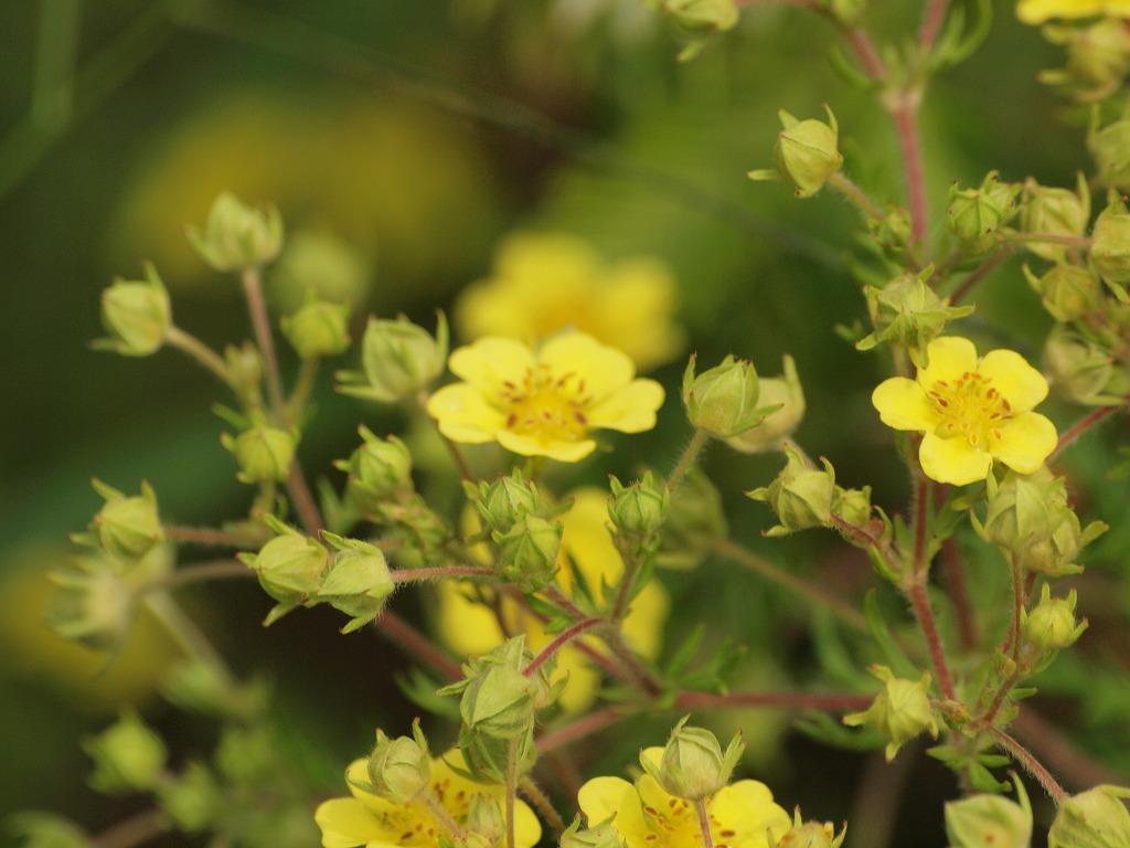 『河原柴胡(カワラサイコ)の花達・・・・・』_d0054276_2018077.jpg