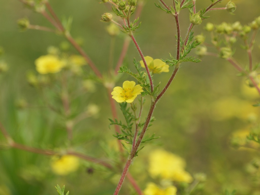 『河原柴胡(カワラサイコ)の花達・・・・・』_d0054276_20181154.jpg