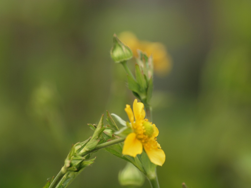 『河原柴胡(カワラサイコ)の花達・・・・・』_d0054276_20193227.jpg