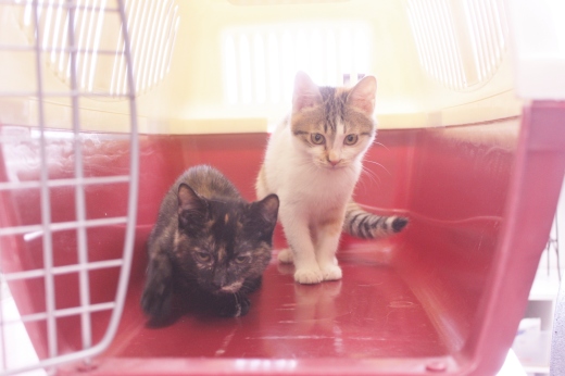 子猫の里親ぼしゅう☆_c0245679_15305818.jpg
