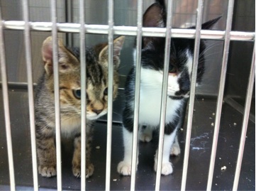 子猫の里親ぼしゅう☆_c0245679_15380266.jpg