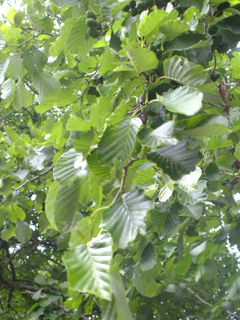 e0145782_16546.jpg