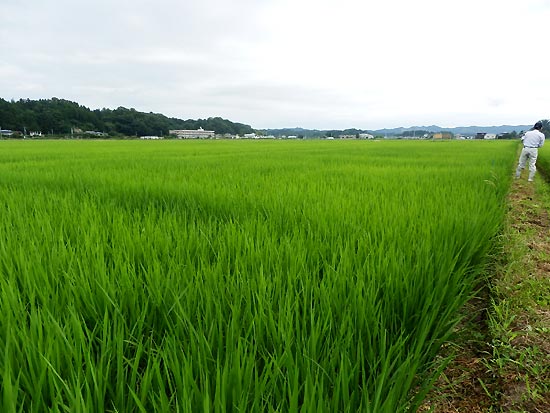 7月24日の田んぼ(緑ヶ丘小・北郷小)_d0247484_8335357.jpg