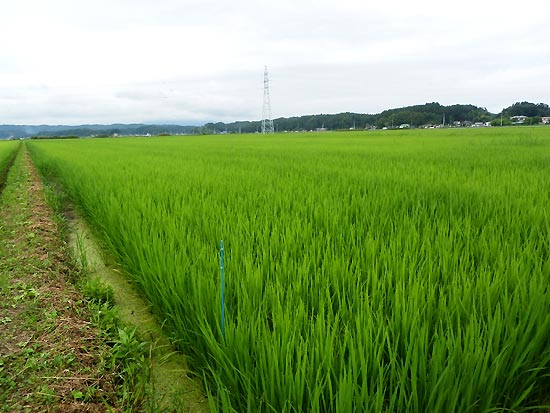 7月24日の田んぼ(緑ヶ丘小・北郷小)_d0247484_8341734.jpg