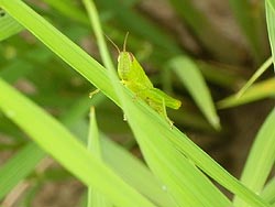 7月24日の田んぼ(目黒角田絆交流田)_d0247484_910190.jpg