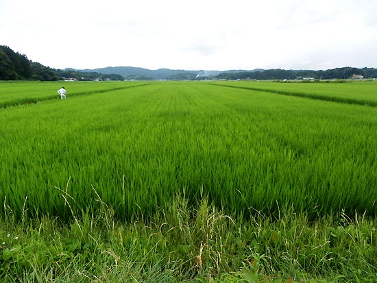 7月24日の田んぼ(目黒角田絆交流田)_d0247484_982426.jpg