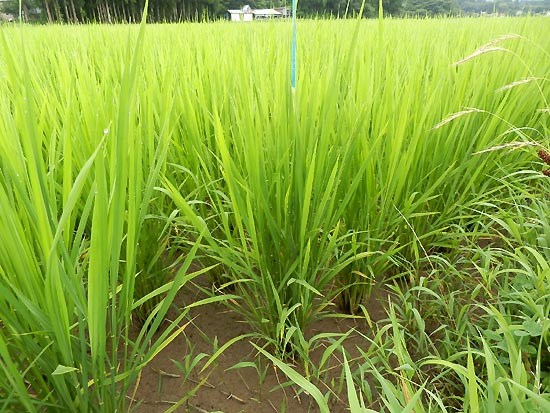 7月24日の田んぼ(目黒角田絆交流田)_d0247484_991146.jpg