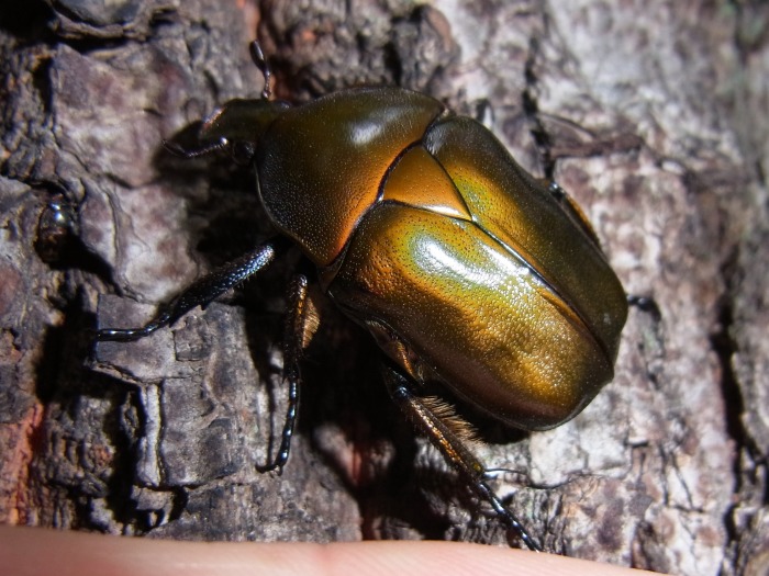 カナブンの色違い 写ればおっけー コンデジで虫写真