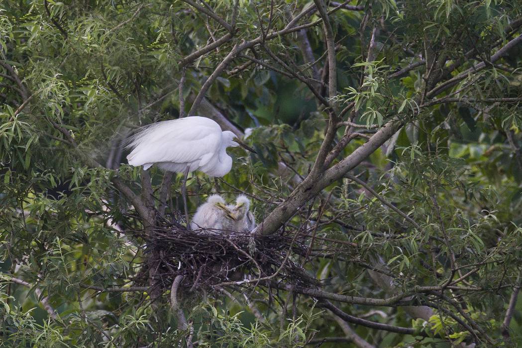 白鷺の子育て デジタルみちのくの風景 白鷺の子育て デジタルみちのくの風景