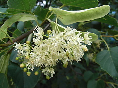 菩提樹 夏山のシナの木の花の香り Nyfiken