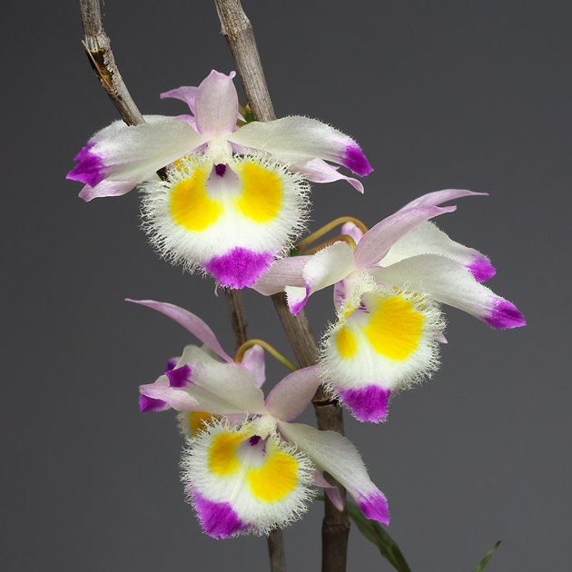 Dendrobium devonianum その3 : 花咲か父さん 洋らん栽培