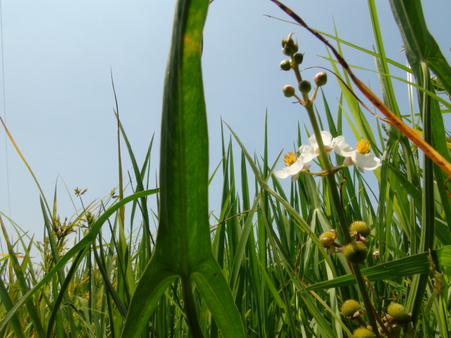 。おもだか「花慈茹（はなぐわい）」…2015/8/21_f0231709_10164830.jpg