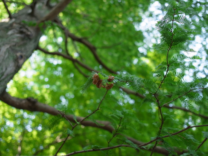 牧野記念庭園_e0276411_202592.jpg