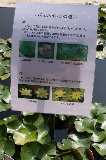 e0117318_1502163.jpg
