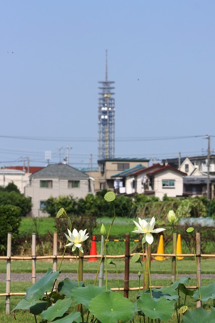 e0117318_1504996.jpg