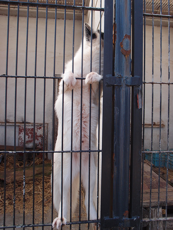 2014.3.9 宇都宮動物園☆シルバーフォックスのケンケン【Silver fox】_f0250322_12325023.jpg