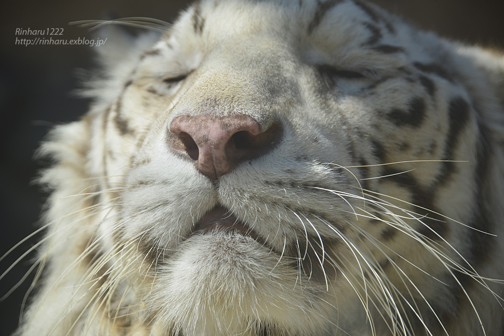 2014.3.16 東武動物公園☆ホワイトタイガーのロッキー【White tiger】_f0250322_16434781.jpg