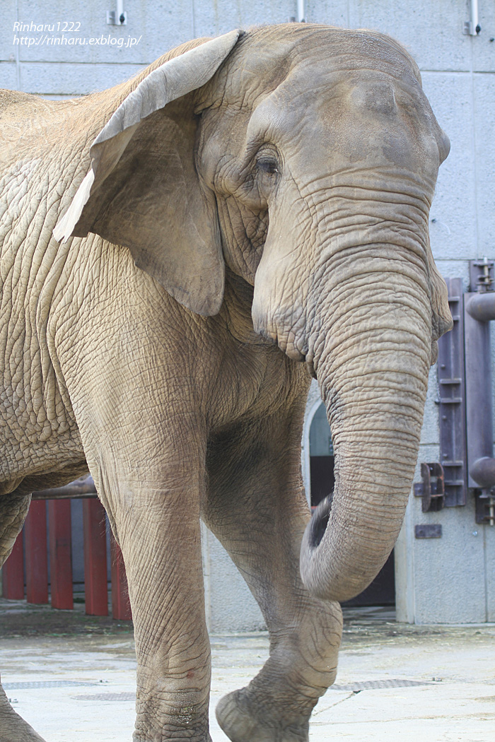 2014.1.11 とべ動物園☆象のアフ、リカ、媛、砥愛【Elephant】_f0250322_9391346.jpg