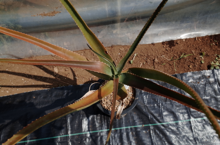 Aloe Eximia 最も威風堂々としたマダガスカルアロエ かくたすあんどさきゅれんつ
