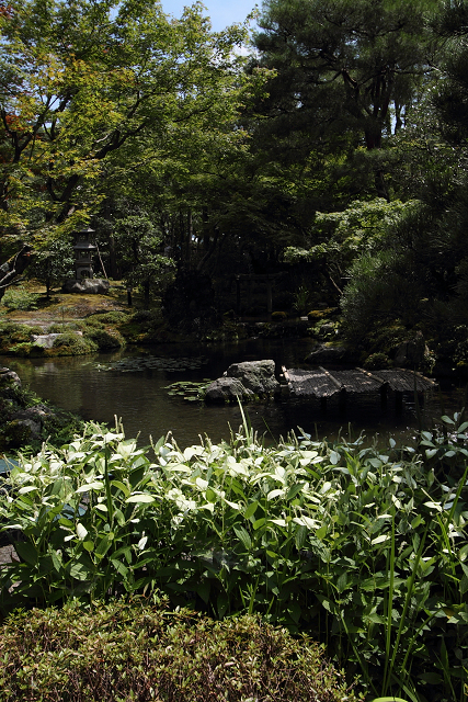 南禅寺・盛夏 －大寧軒－_b0169330_7261786.jpg