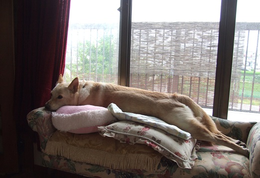 愛犬ファナの暑さ対策_b0089338_215282.jpg