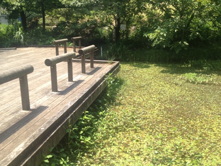 小山田緑地（２）　多摩丘陵の広大な自然が残っている公園　分園編_b0330040_21344289.jpg