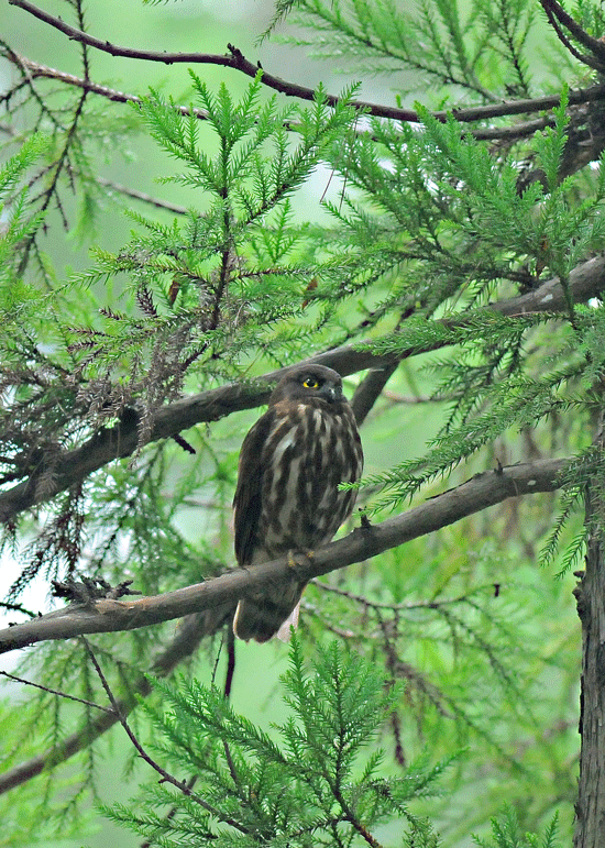 アオバズクは青葉が良く似合う　Ⅰ_d0290240_10320895.gif