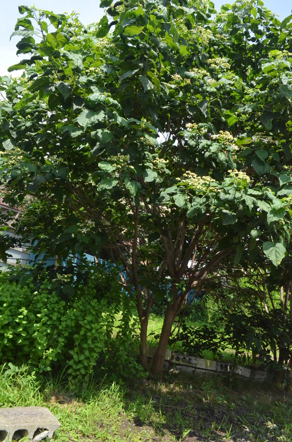 暑い夏!_b0207642_1292687.jpg