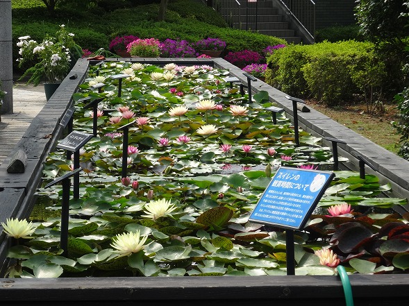 草津市立水生植物公園みずの森の花 彩の気まぐれ写真