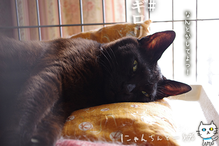 本日も30度越え_e0031853_16492987.jpg