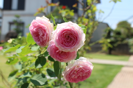 エリアーヌ ジレ のはずが La Rose 薔薇の庭 エリアーヌ ジレ のはずが La Rose 薔薇の庭