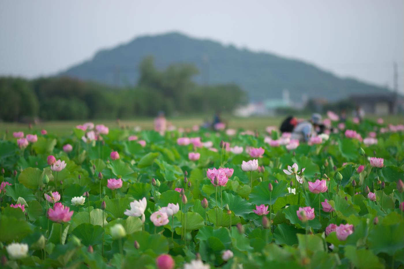 　藤原宮跡の蓮(3)　　　　Sonnar T＊ 135mm F1.8_b0161171_7111442.jpg