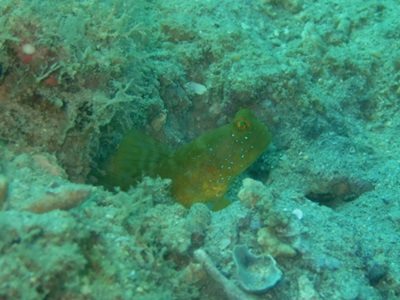 「家族で海遊び!」_b0033573_15584223.jpg
