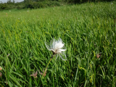 東北の山歩きと観光③（八甲田山）_d0182075_4135082.jpg