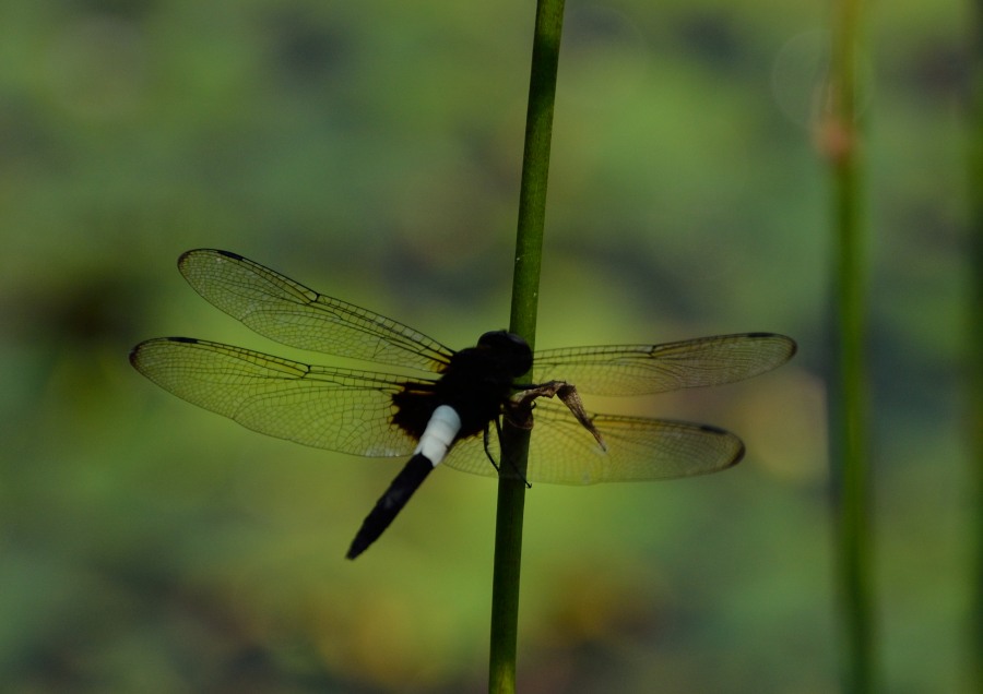 水辺の宝石・・・蜻蛉_b0163381_157745.jpg