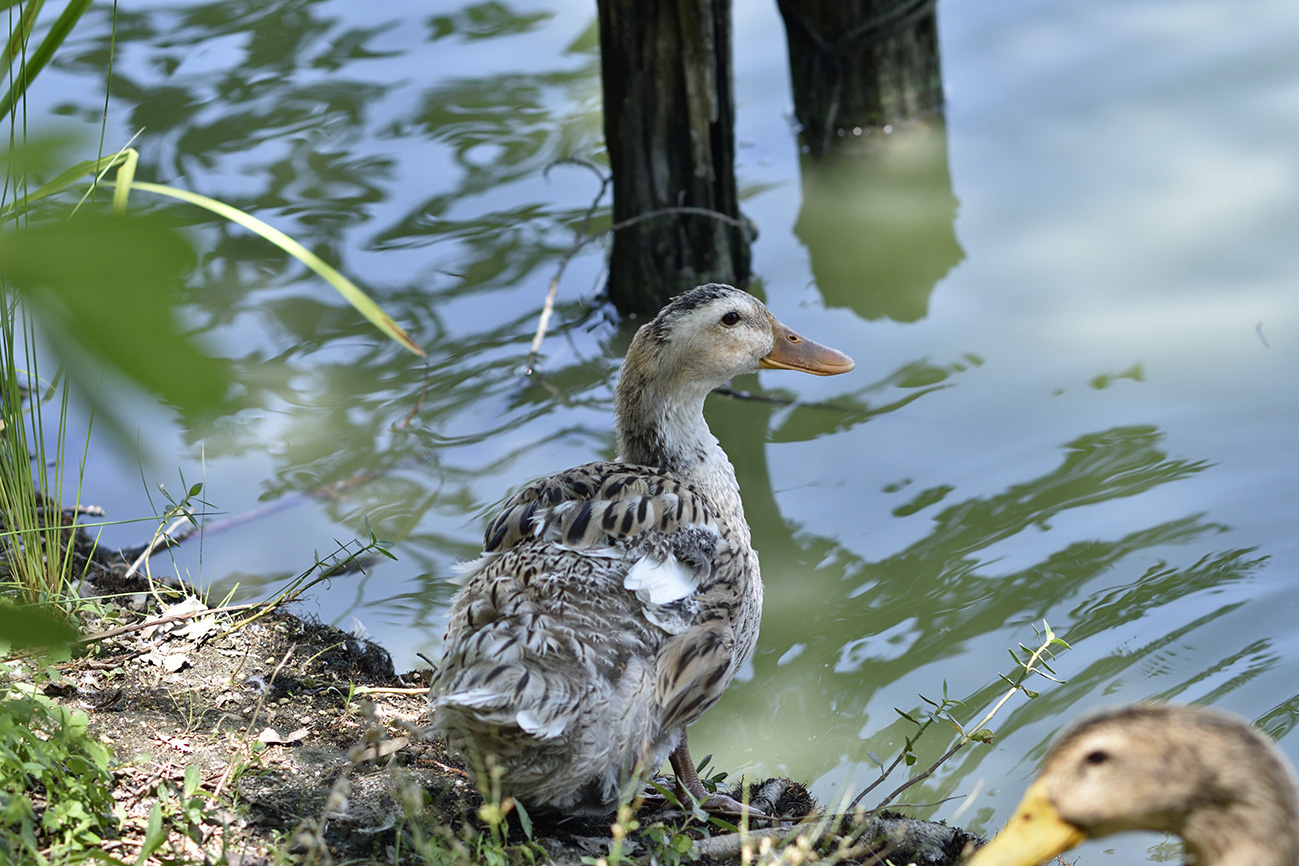 Nikon D810で水鳥を撮る_a0110584_23483037.jpg