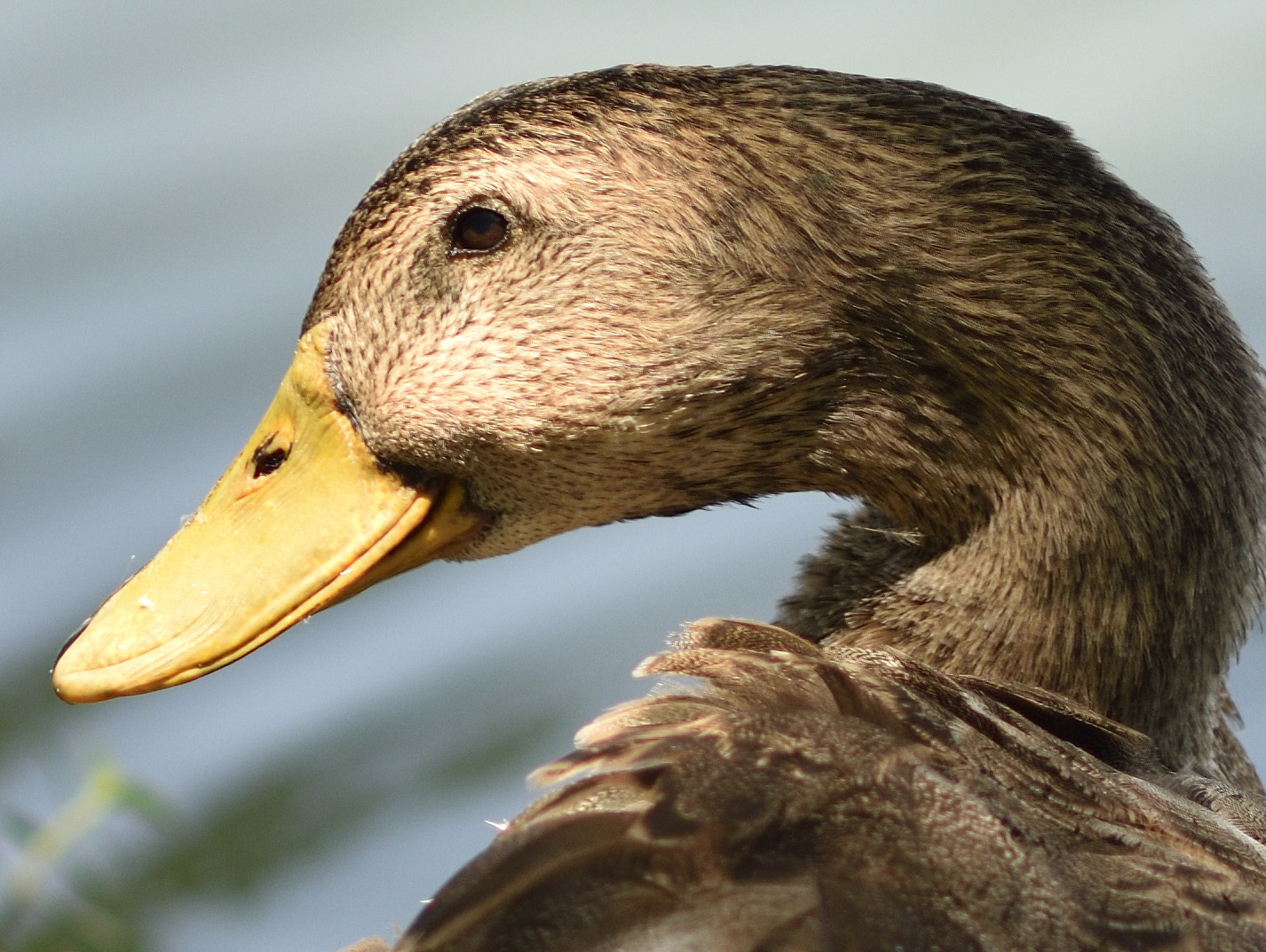 Nikon D810で水鳥を撮る_a0110584_23484410.jpg