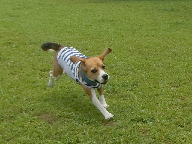 a0319693_17332138.jpg