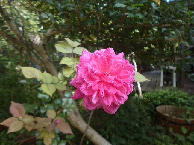 7月の庭 2014 _d0087595_91404.jpg