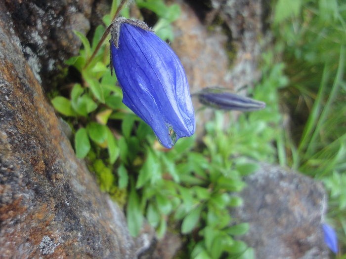 2014,7,18 八ヶ岳で見た高山植物_f0013698_7111510.jpg