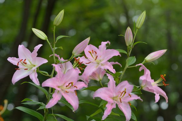 昭和記念公園の百合を求めて_f0233999_23142092.jpg