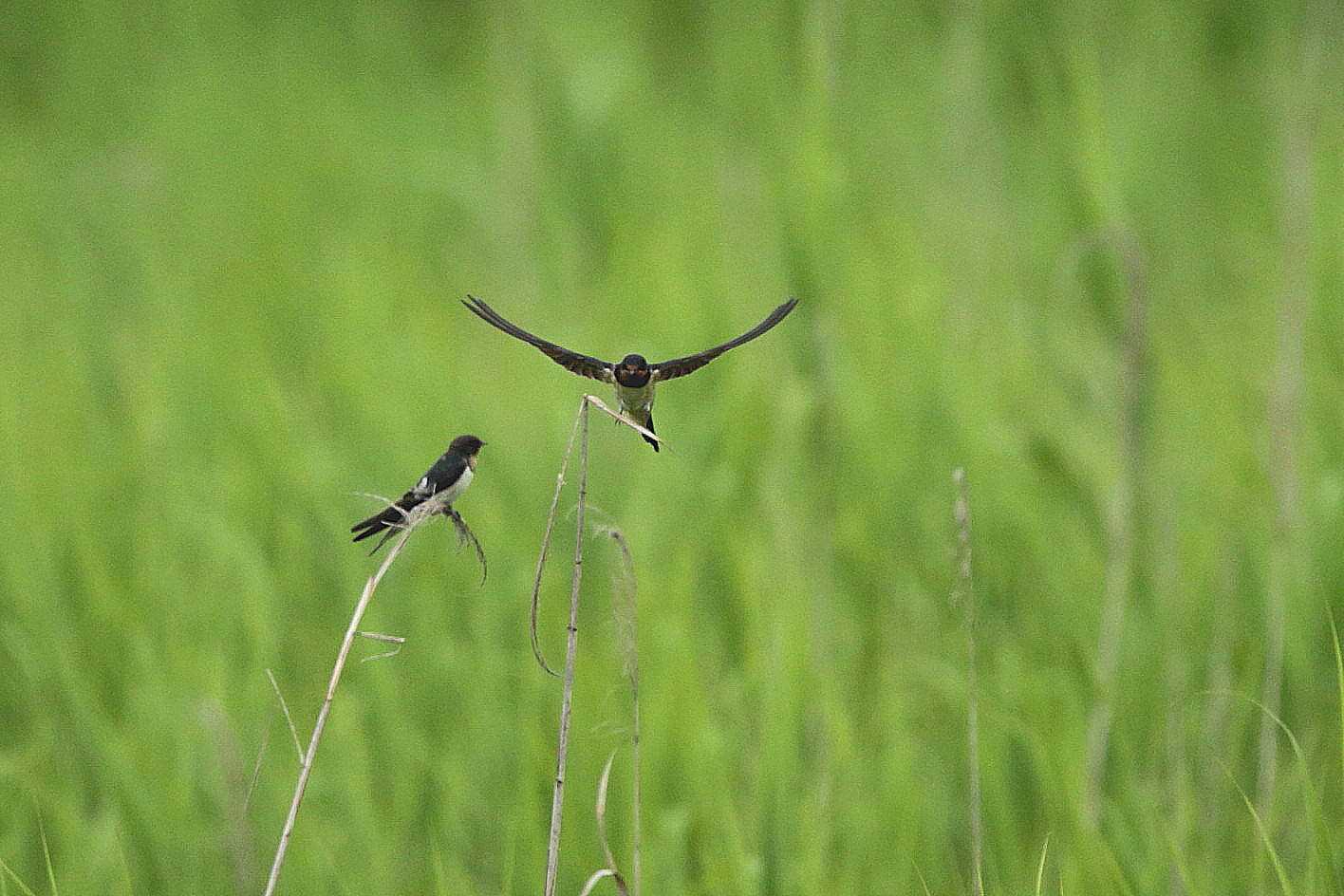 大草原で”たわむれる”ツバメ（幼鳥）さん！_c0319902_11062518.jpg