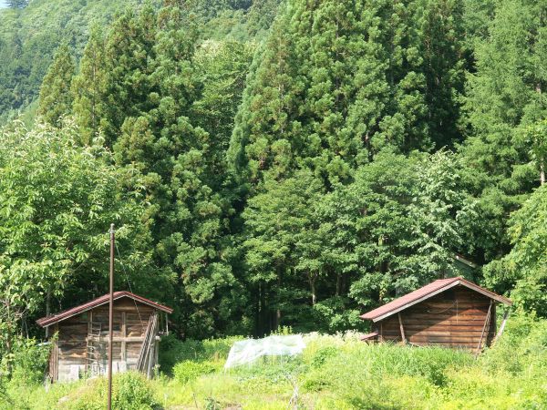 峠越え(ゼンマイへの道 その2)_c0164709_17504811.jpg
