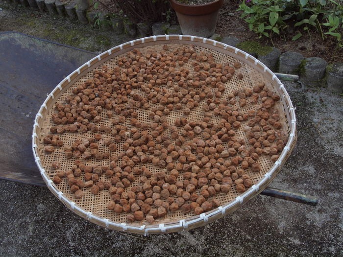 梅の白干し その後_c0116915_23505278.jpg
