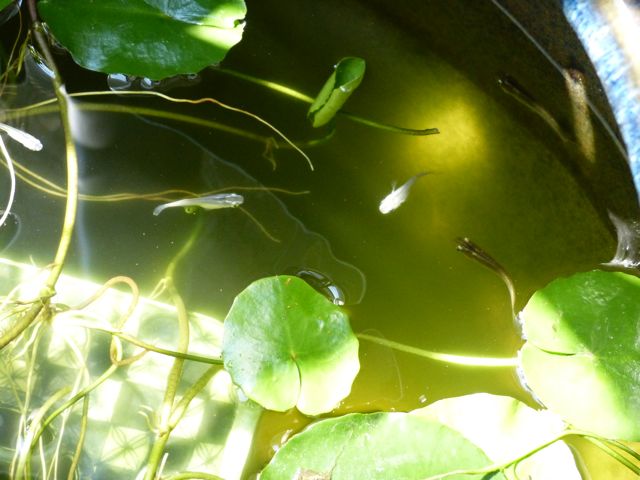 a0188023_74139.jpg