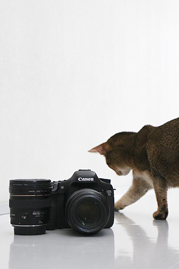 ［猫的］Canon EOS 7D_e0090124_21194349.jpg