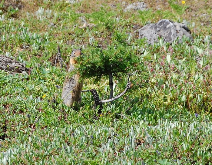 カメダ様ご一行 サンシャインメドウズ 日帰りハイキング 14 07 22 ヤムナスカ Blog カメダ様ご一行 サンシャインメドウズ 日帰りハイキング 14 07 22 ヤムナスカ Blog