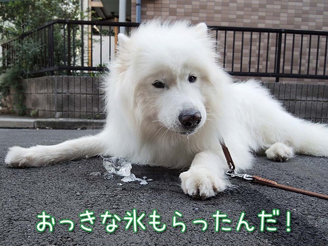 コールド・アズ・アイス_c0062832_9411795.jpg