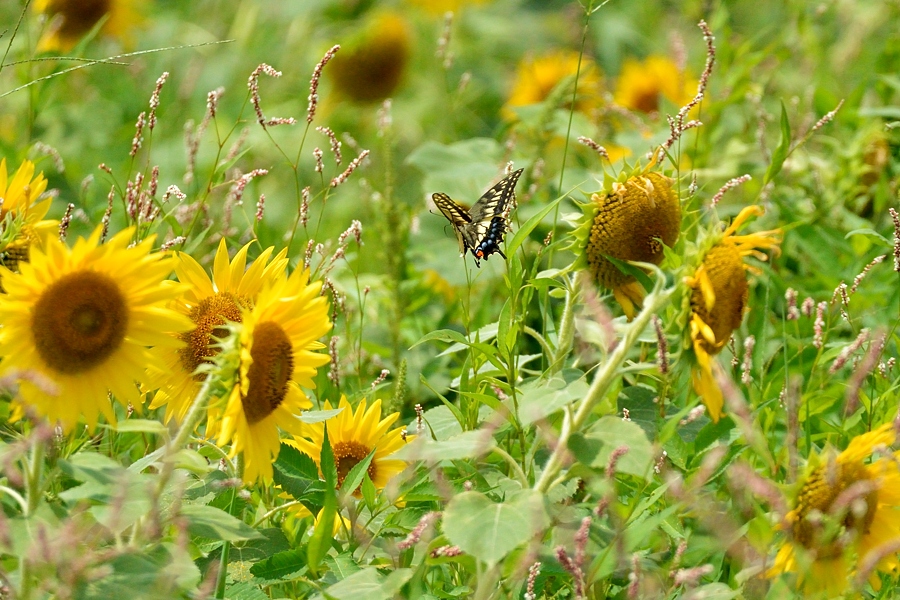 向日葵畑でアゲハ蝶をパチリ_d0148541_19545159.jpg