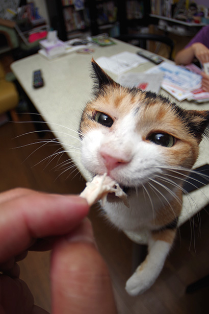 みっちゃん みちみち ぶつぶつ独り言2 うちの猫ら21 みっちゃん みちみち ぶつぶつ独り言2 うちの猫ら21